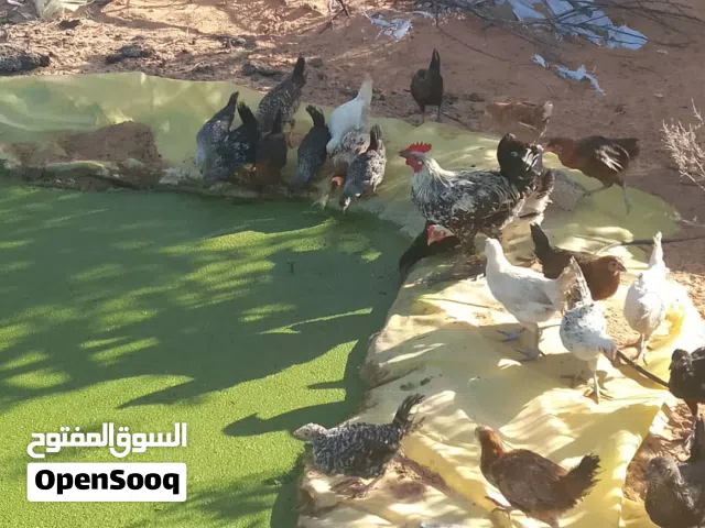 الازولا بسعر التخفيض بمناسبة الموسم الجديد 12 الدينار فقط
