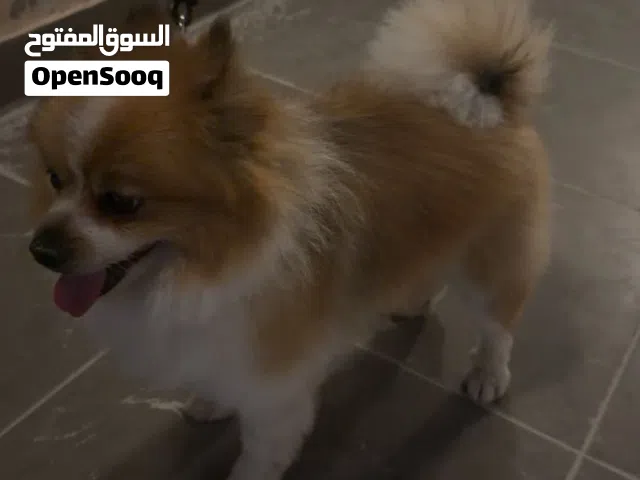 كلب ذكر الليف للبيع