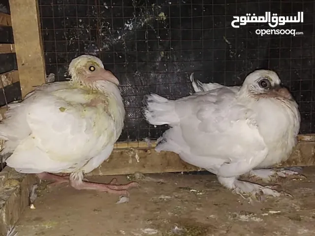 زغاليل الزغاليل