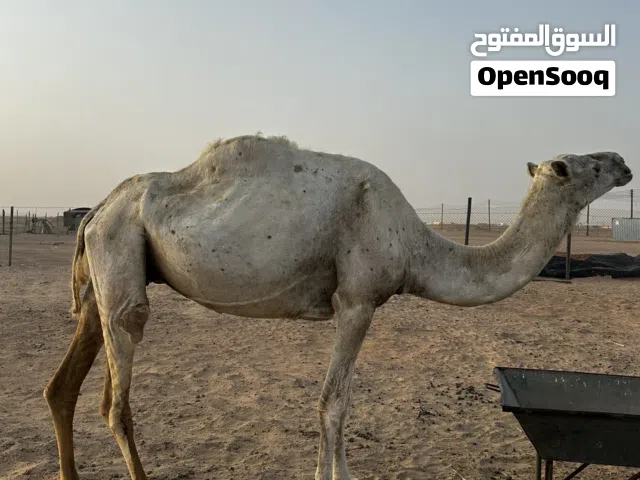 ناجه مدني بصحه طيبه