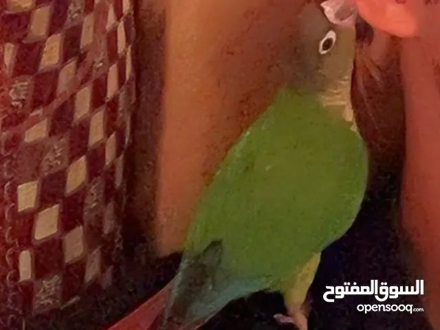 ببغاء كنيور
