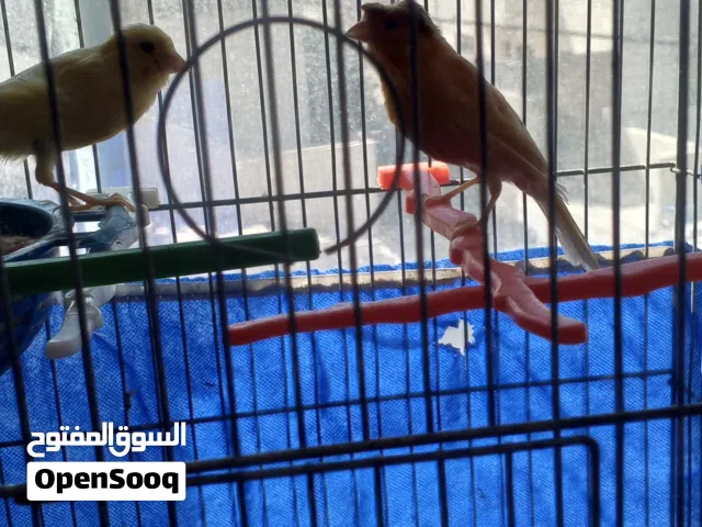 جوز كنار فحل جزري