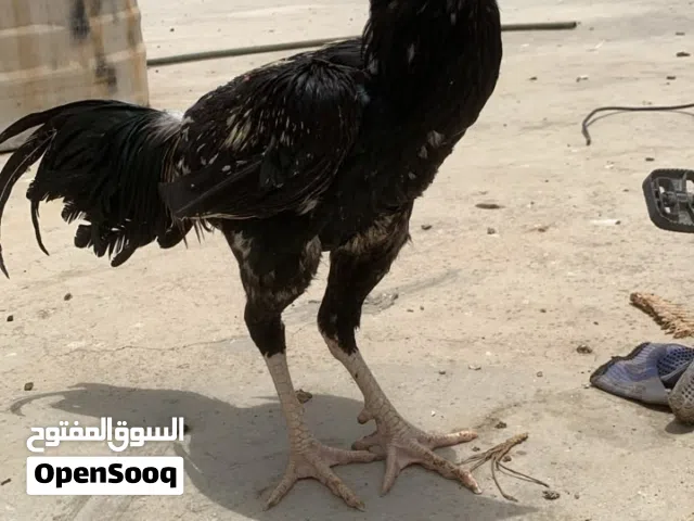 ديوك باكستانيه للبيع بسعر مناسب