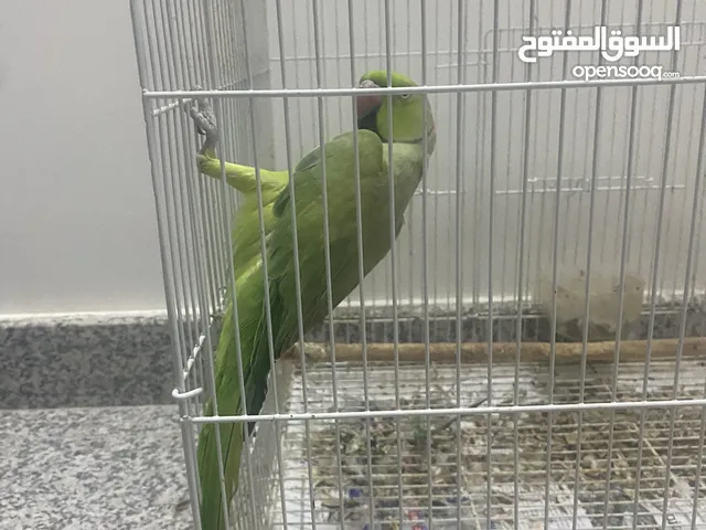 متوه للبيع عمر سنه ونصف