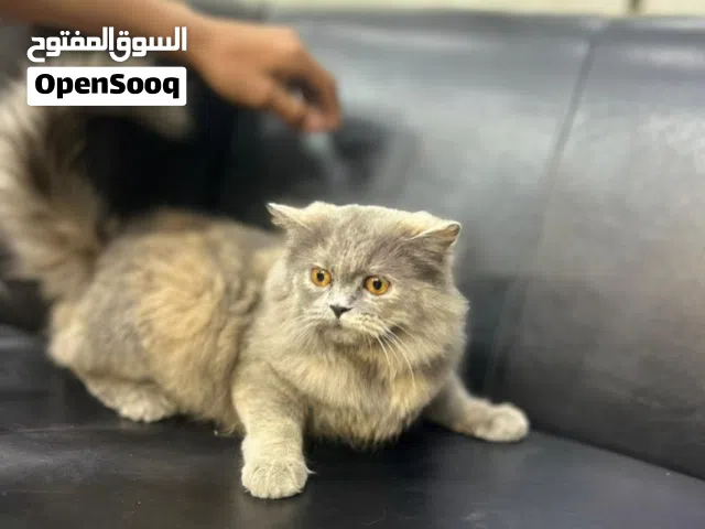 بسه شيرازي للبيع