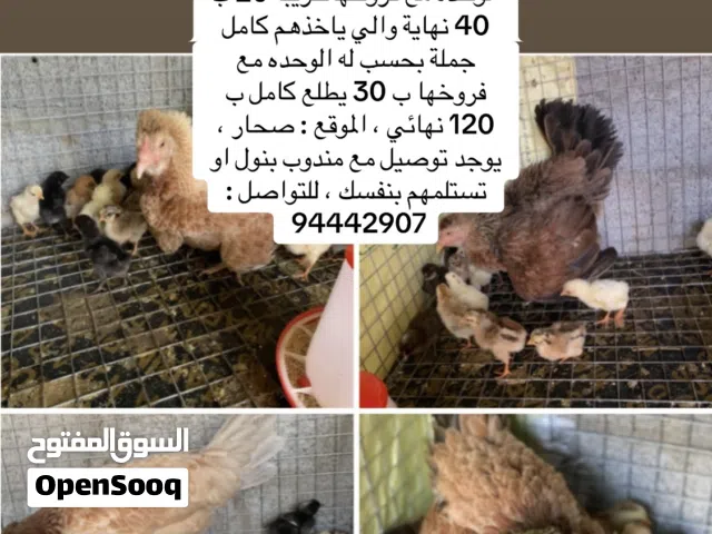للبيع دجاج مع اولادهم تفقيس طبيعي ممتازات  جميع تفاصيل بالصور