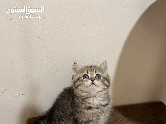 للبيع قطط كتن/ kittens for sale
