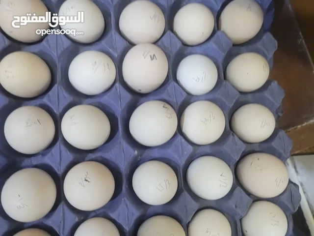 طبقه ونص بيض دجاج عرب ابو ركيبه للبيع