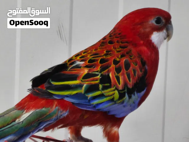 ببغاء روزيلا الاسترالي ذكر بالق بصحة كلش ممتازة