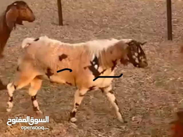 فحل صلالي جيشي ضخم  حار واموره طيبه للبيع