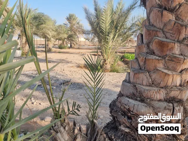 للبيع نخيل في بركاء الاحجام صغار وكبار