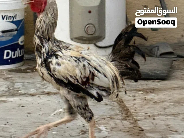 ديك و دجاجه عرب