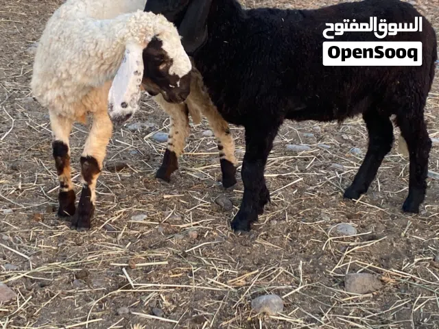 كبش وحمله هنديات بيور سعر الكل 170
