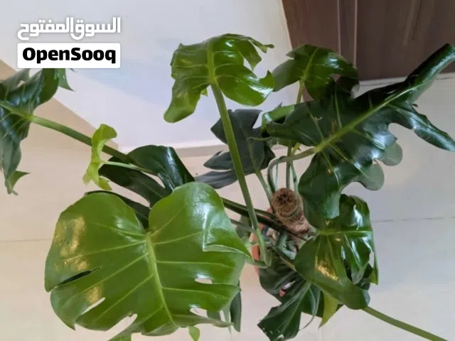 نبات المونستيرا  Monstera plant