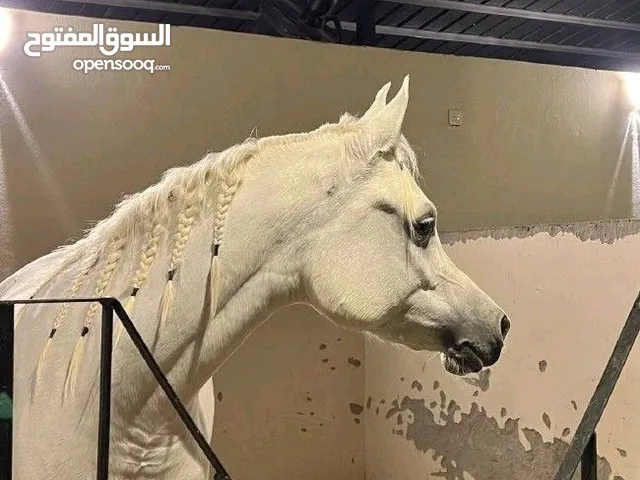 خيل-حصان -نادر