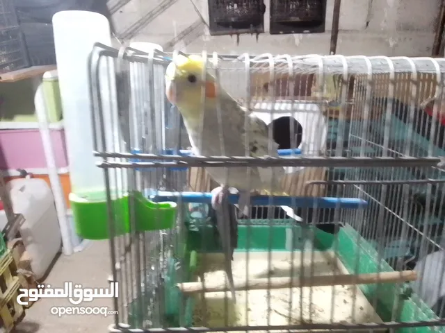حمام للبيع بداعي السفر