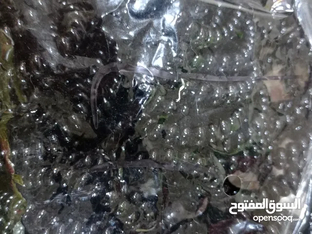 سوار خرز اسود