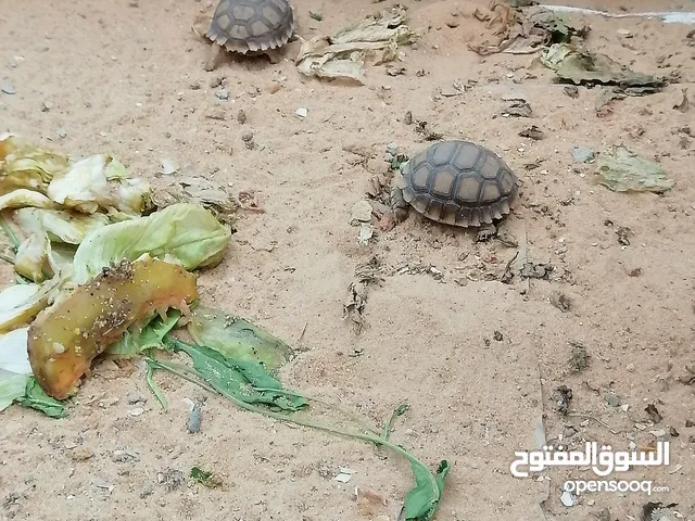 عدد2سلاحف سولكاتا
