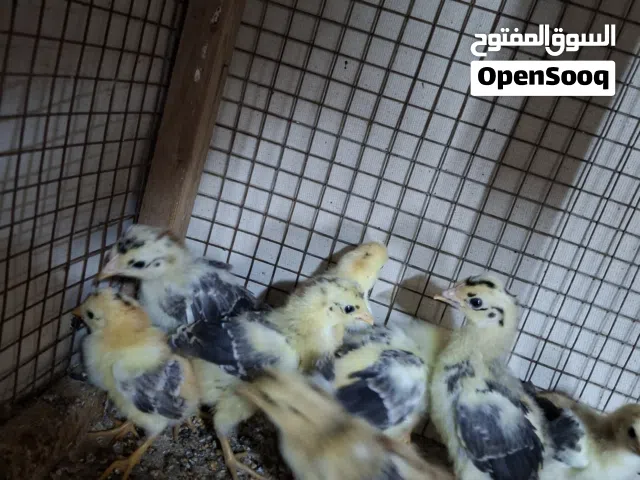 متاح افراخ دجاج كحلي افرك كويتي