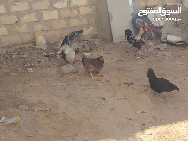 تسعه دجاجات وتلاته فراريج وعتوقه