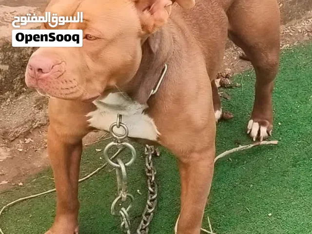 كلب بيتبول انثى التزاوج(اقرأ الوصف)