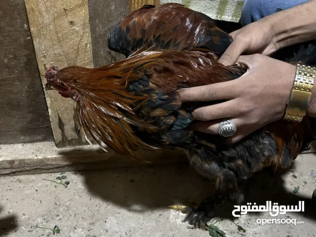 دجاج للبيع نوفر دجاج مختار بعناية صحي، قوي، ومناسب للتربية المنزلية او حتى المشاريع مضمون صحيا