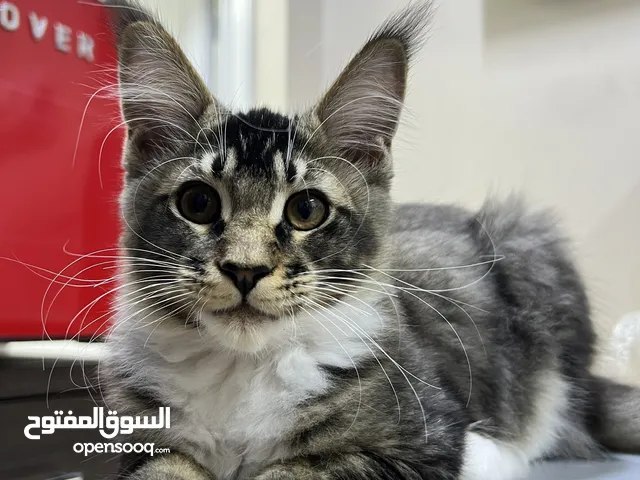 Mainecoon  ماينكون cat