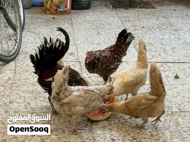 دجاج كويتي للبيع  كلهن شلع مابيع وحدات ونظيفات ومال بيت وكلش حلو صاحي راسلوني واتساب فقط       ؟