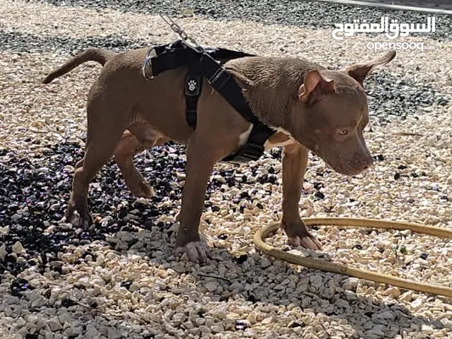 AMERICAN BULLY STANDARD PURE أمريكان بولي ستاندرد بيور