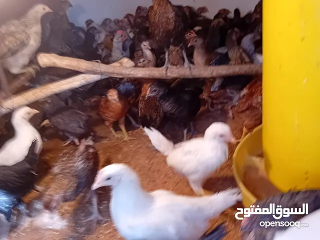 دجاج عربي وفيومي وزهري للبيع العمر شهرين ونصف المكان القربولي للاستفسار