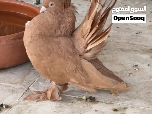 كرنجو انثى لون اصفر