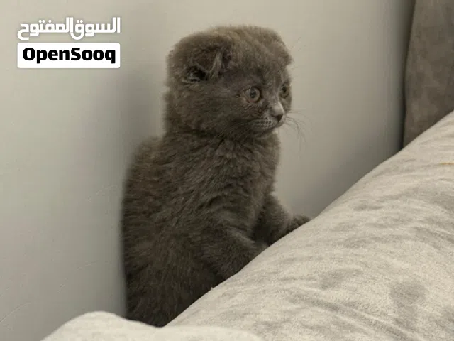 Scottish Fold (6 Weeks Old) Male (Grey)