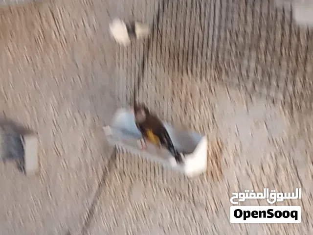 متااح فولير زريعة شرقاوية مشاء الله