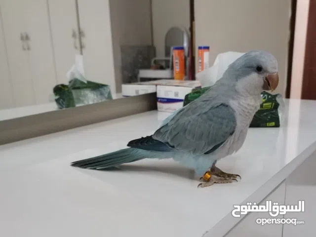 كويكر متكلم