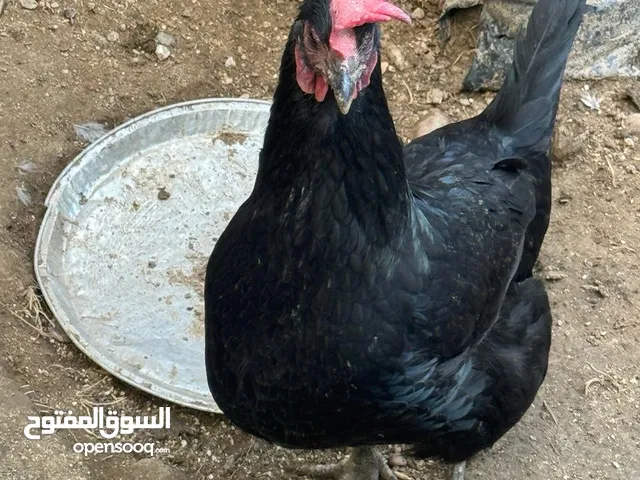 دجاج عرب دجاجه بياضه