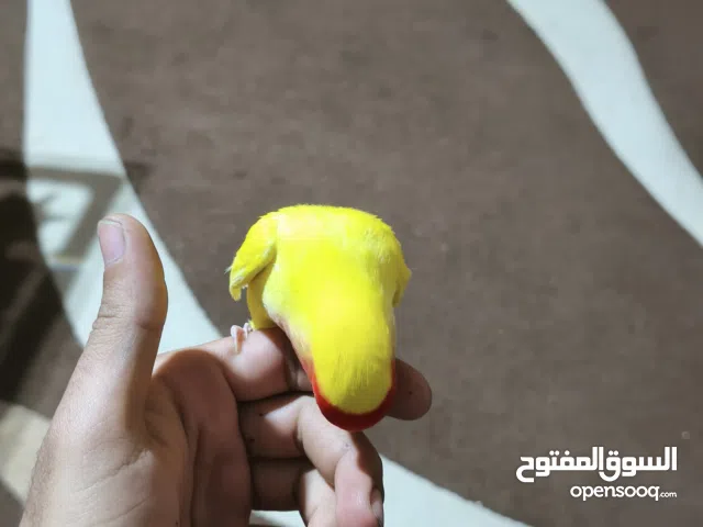 بس ذيلو منه ما شاء الله عليها  متلوط هي الكفريات