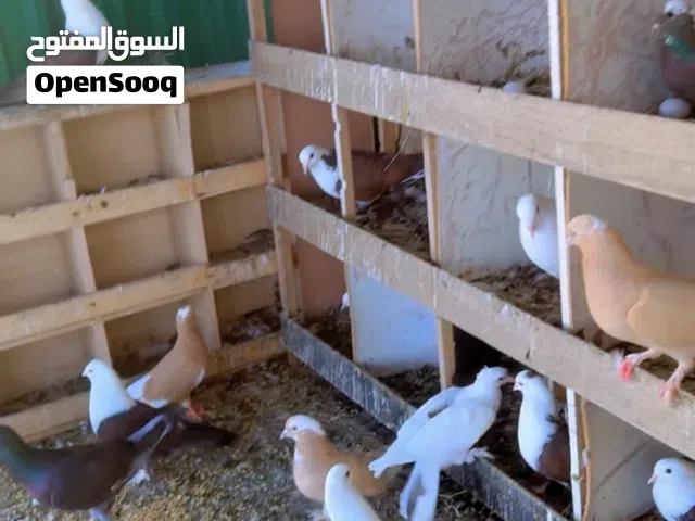للبيع او البدل دجاج وحمام وفروخ