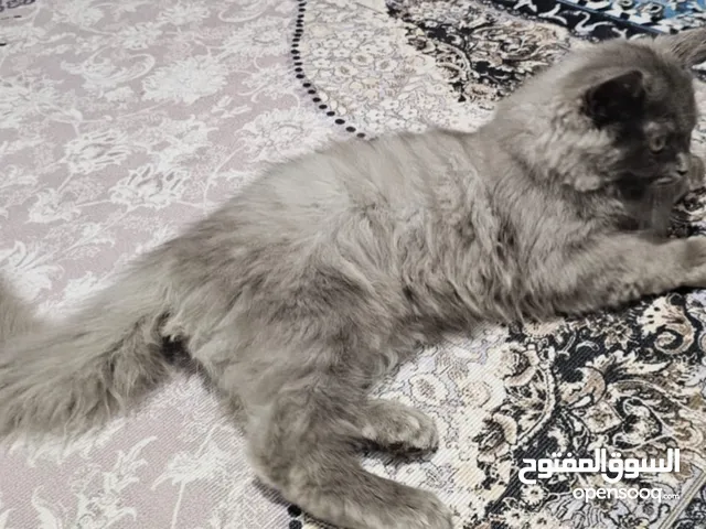 قط شيرازي لون رصاصي العمر 3 اشهر ذكر تخبل تلعب و تونسك