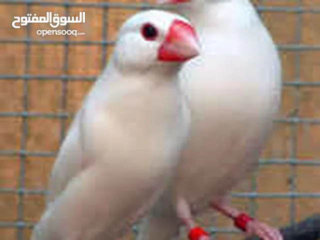جاوه ابيض للبيع