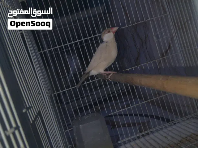 فنجز جامبو