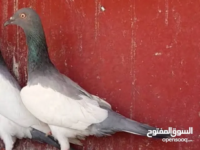 مطلوب فحل ياهود أزرق  يكون بشمالي الرصيفه