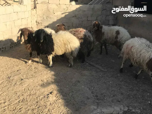 خرفان بلدي نذر او عقيقه وزن من 50 لغاية 55 كيلو قائم موجودات بعمان الماضونه