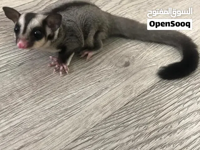 شوجر جلايدر