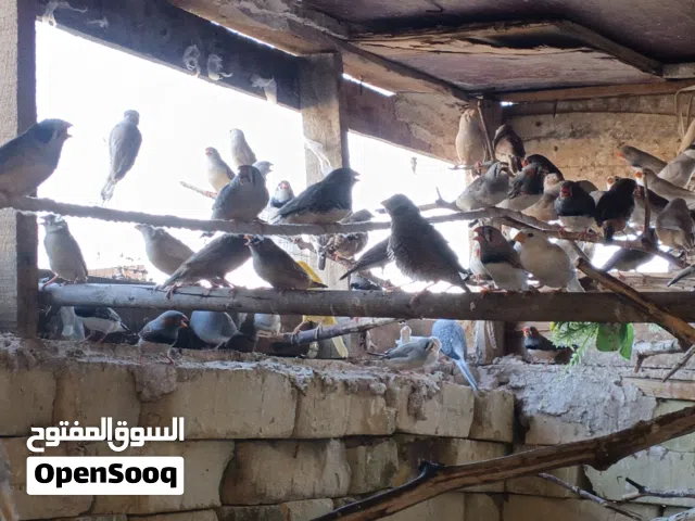 متاح فناجس ومذبوح. وسمان ملكي