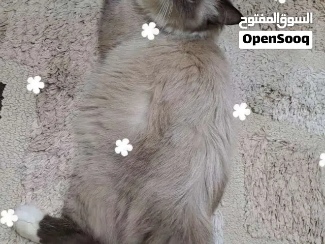 200 ,female  AlAin