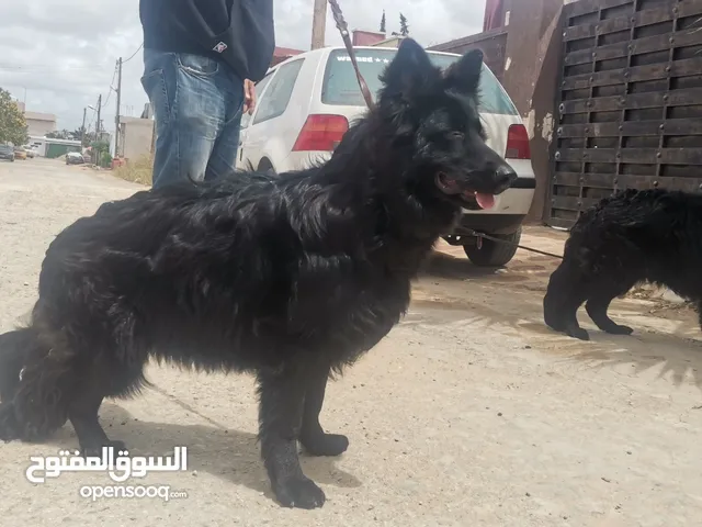 جراو  رويال بلاك لونج هير دكر وانتي مع  بعض استيراد مصر