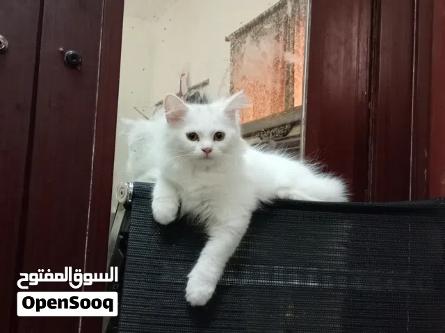 Smart kitten female