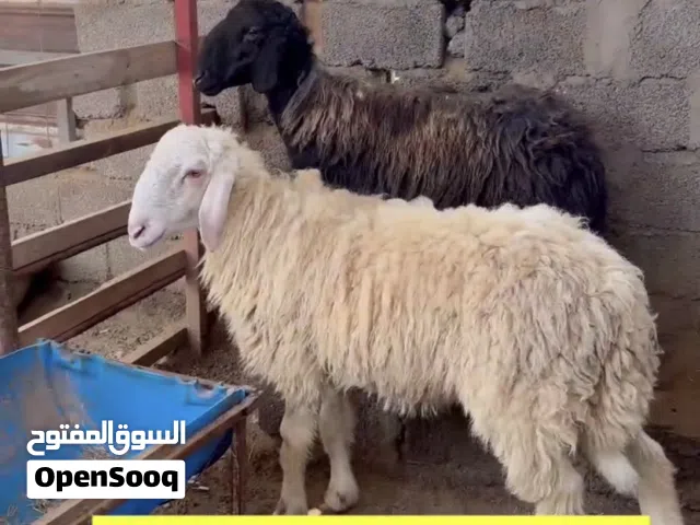 كباشه نجديات صنف فاخر