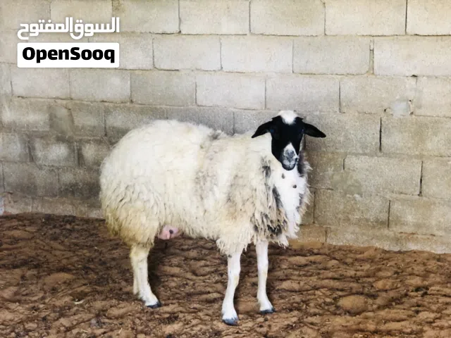 السلام عليكم نعجه لبيع موس