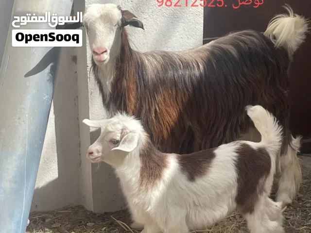 حلال لبيع كبش نجدي وشاهد تحته سخله
